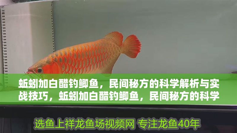 蚯蚓加白醋釣鯽魚，民間秘方的科學(xué)解析與實(shí)戰(zhàn)技巧，蚯蚓加白醋釣鯽魚，民間秘方的科學(xué)原理與高效實(shí)戰(zhàn)技巧