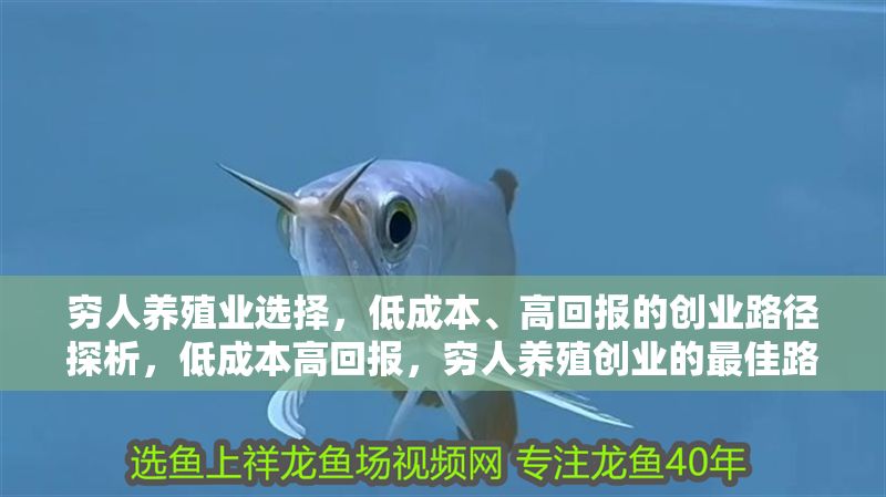 窮人養(yǎng)殖業(yè)選擇，低成本、高回報的創(chuàng)業(yè)路徑探析，低成本高回報，窮人養(yǎng)殖創(chuàng)業(yè)的最佳路徑選擇 窮人養(yǎng)殖業(yè)選擇，低成本、高回報的創(chuàng)業(yè)路徑探析，低成本高回報，窮人養(yǎng)殖創(chuàng)業(yè)的最佳路徑選擇 龍魚百科 第1張