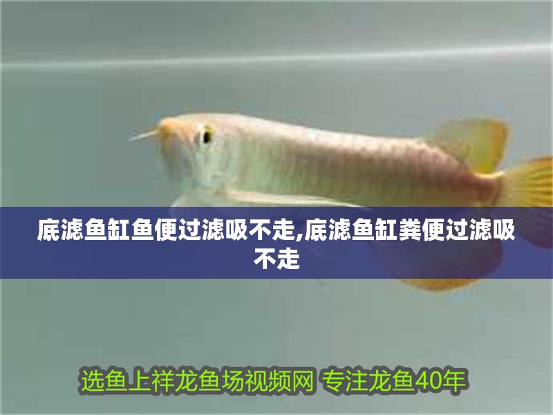 底濾魚缸魚便過濾吸不走,底濾魚缸糞便過濾吸不走