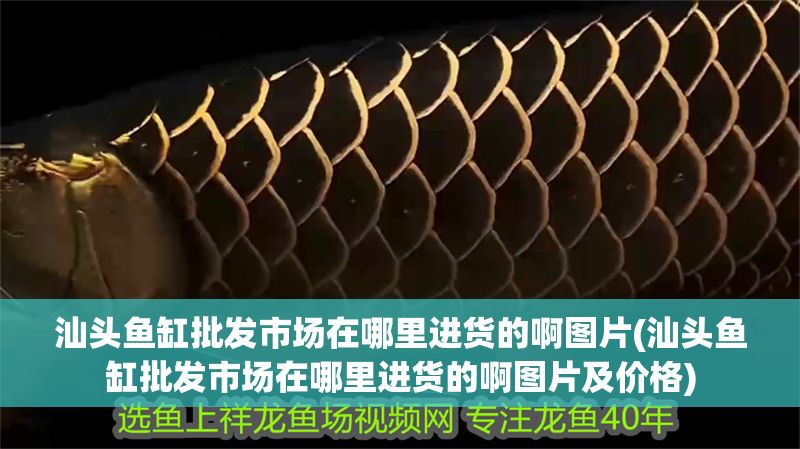 汕頭魚缸批發市場在哪里進貨的啊圖片(汕頭魚缸批發市場在哪里進貨的啊圖片及價格)