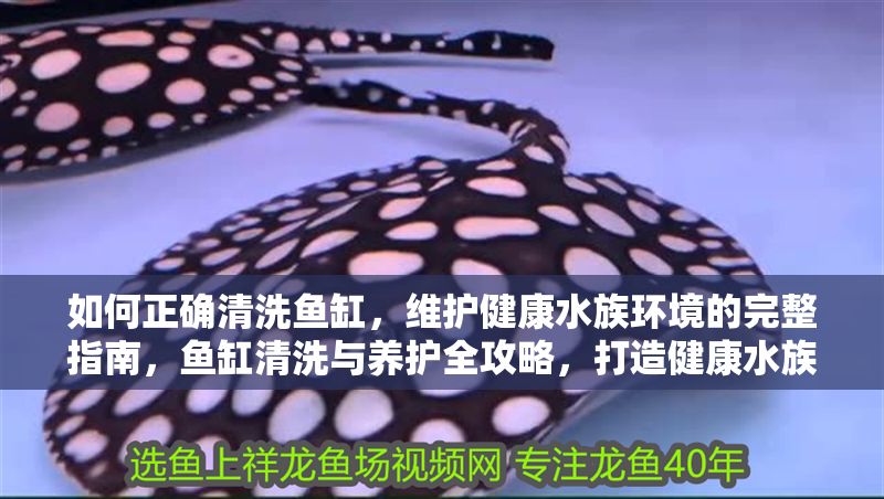 如何正確清洗魚缸，維護(hù)健康水族環(huán)境的完整指南，魚缸清洗與養(yǎng)護(hù)全攻略，打造健康水族環(huán)境的正確方法