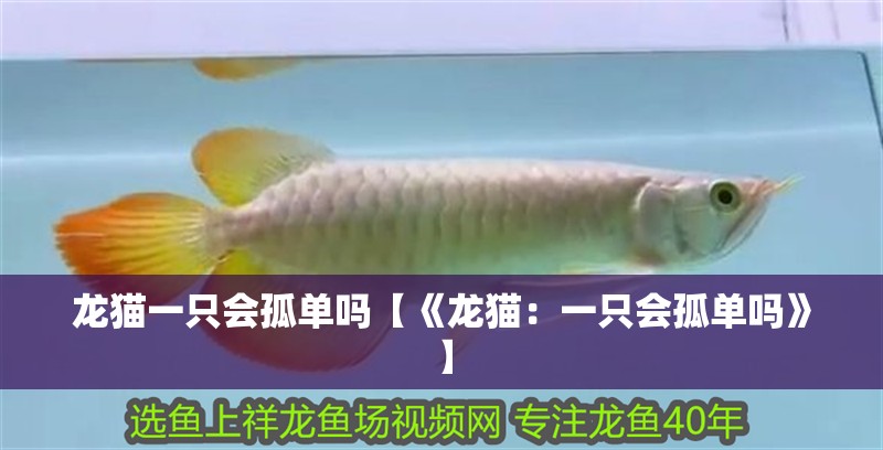 龍貓一只會孤單嗎【《龍貓：一只會孤單嗎》】