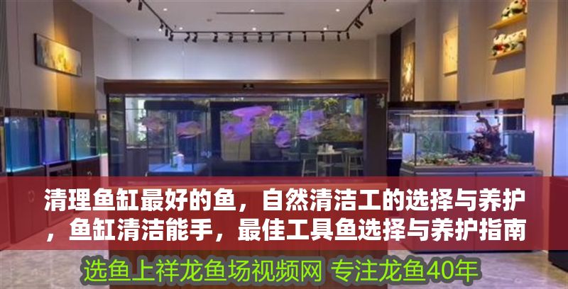 清理魚缸最好的魚,自然清潔工的選擇與養護,魚缸清潔能手,最佳工具魚選擇與養護指南 龍魚百科 第1張 清理魚缸最好的魚,自然清潔工的選擇與養護,魚缸清潔能手,最佳工具魚選擇與養護指南 清理魚缸最好的魚,自然清潔工的選擇與養護,魚缸清潔能手,最佳工具魚選擇與養護指南 龍魚百科 第1張