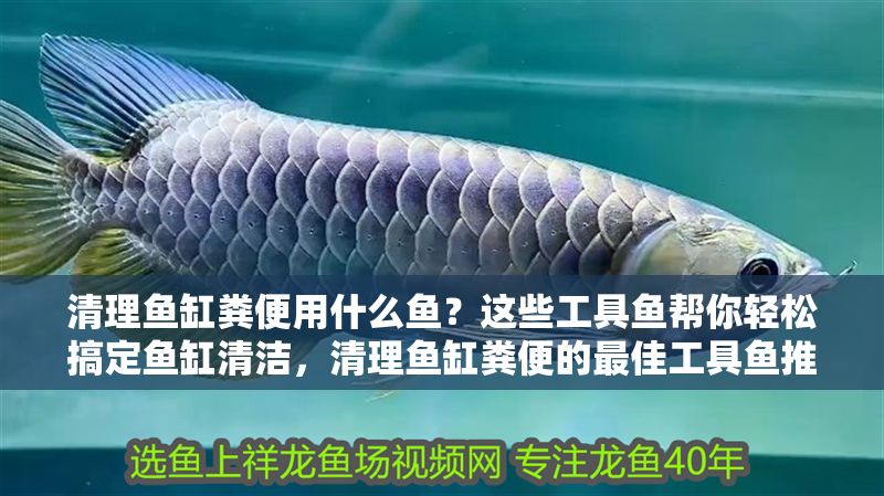 清理魚缸糞便用什么魚?這些工具魚幫你輕松搞定魚缸清潔,清理魚缸糞便的最佳工具魚推薦 龍魚百科 第1張 清理魚缸糞便用什么魚?這些工具魚幫你輕松搞定魚缸清潔,清理魚缸糞便的最佳工具魚推薦 清理魚缸糞便用什么魚?這些工具魚幫你輕松搞定魚缸清潔,清理魚缸糞便的最佳工具魚推薦 龍魚百科 第1張
