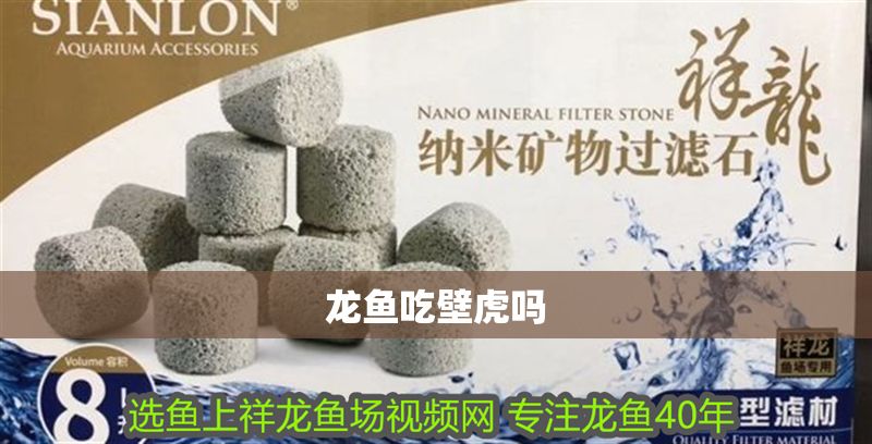 龍魚吃壁虎嗎