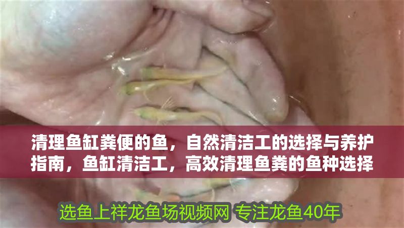 清理魚缸糞便的魚,自然清潔工的選擇與養護指南,魚缸清潔工,高效清理魚糞的魚種選擇與養護指南 龍魚百科 第1張 清理魚缸糞便的魚,自然清潔工的選擇與養護指南,魚缸清潔工,高效清理魚糞的魚種選擇與養護指南 清理魚缸糞便的魚,自然清潔工的選擇與養護指南,魚缸清潔工,高效清理魚糞的魚種選擇與養護指南 龍魚百科 第1張