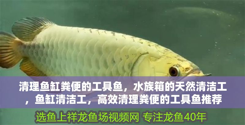 清理魚缸糞便的工具魚，水族箱的天然清潔工，魚缸清潔工，高效清理糞便的工具魚推薦