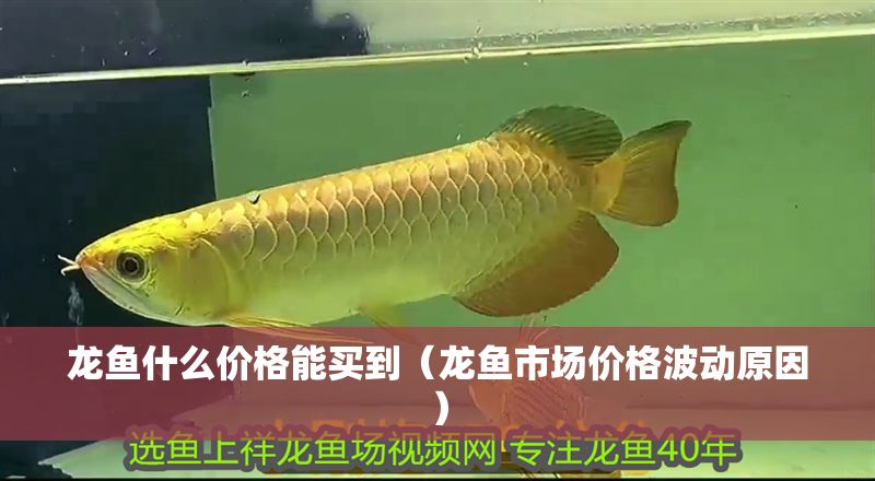 龍魚什么價(jià)格能買到（龍魚市場(chǎng)價(jià)格波動(dòng)原因）