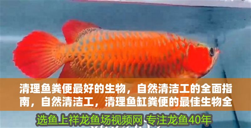 清理魚糞便最好的生物，自然清潔工的全面指南，自然清潔工，清理魚缸糞便的最佳生物全指南