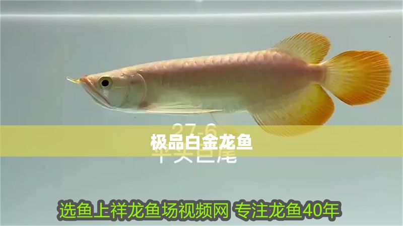 極品白金龍魚