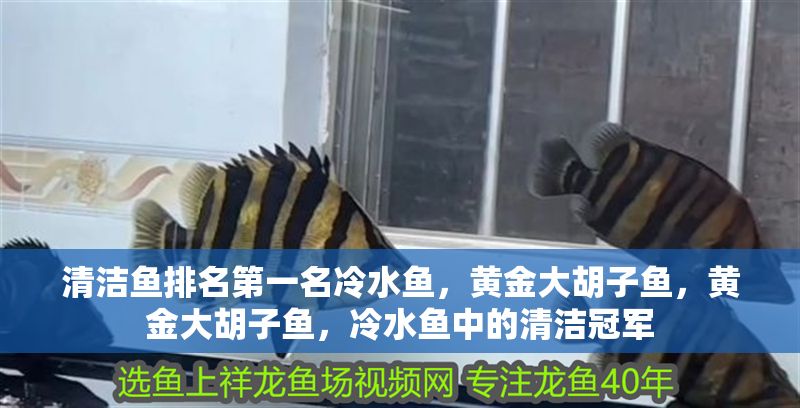 清潔魚排名第一名冷水魚，黃金大胡子魚，黃金大胡子魚，冷水魚中的清潔冠軍