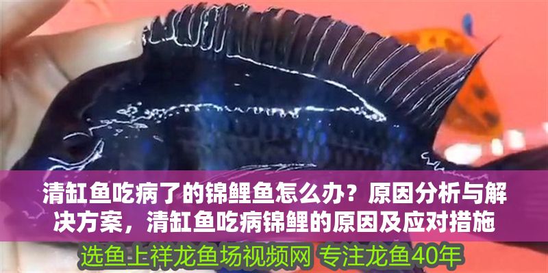 清缸魚(yú)吃病了的錦鯉魚(yú)怎么辦？原因分析與解決方案，清缸魚(yú)吃病錦鯉的原因及應(yīng)對(duì)措施