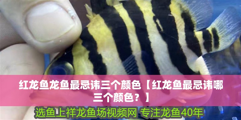 紅龍魚龍魚最忌諱三個顏色【紅龍魚最忌諱哪三個顏色？】 紅龍魚龍魚最忌諱三個顏色【紅龍魚最忌諱哪三個顏色？】 水族問答