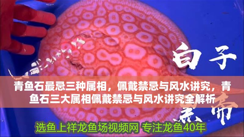青魚石最忌三種屬相，佩戴禁忌與風水講究，青魚石三大屬相佩戴禁忌與風水講究全解析