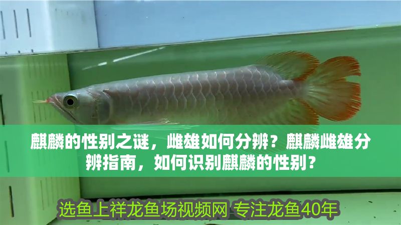 麒麟的性別之謎，雌雄如何分辨？麒麟雌雄分辨指南，如何識別麒麟的性別？