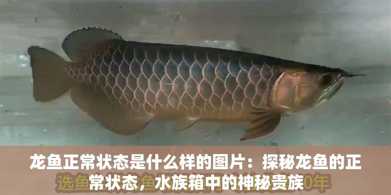 龍魚正常狀態是什么樣的圖片：探秘龍魚的正常狀態，水族箱中的神秘貴族