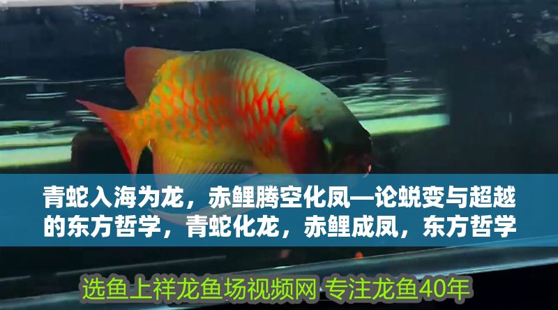 青蛇入海為龍，赤鯉騰空化鳳—論蛻變與超越的東方哲學(xué)，青蛇化龍，赤鯉成鳳，東方哲學(xué)中的蛻變與超越之道