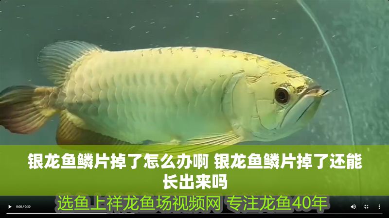 銀龍魚鱗片掉了怎么辦啊 銀龍魚鱗片掉了還能長出來嗎