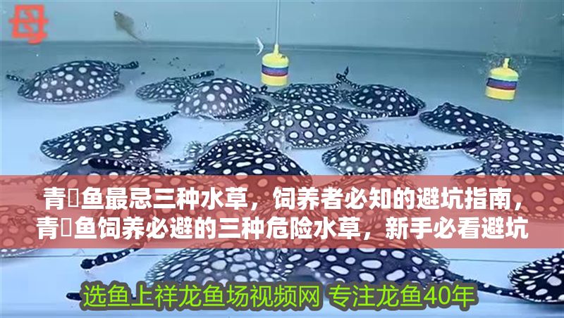 青鳉魚最忌三種水草，飼養(yǎng)者必知的避坑指南，青鳉魚飼養(yǎng)必避的三種危險(xiǎn)水草，新手必看避坑指南！