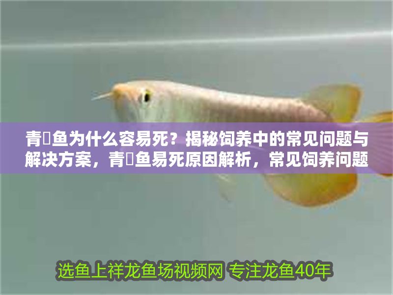 青鳉魚為什么容易死？揭秘飼養(yǎng)中的常見問題與解決方案，青鳉魚易死原因解析，常見飼養(yǎng)問題與應(yīng)對措施 青鳉魚為什么容易死？揭秘飼養(yǎng)中的常見問題與解決方案，青鳉魚易死原因解析，常見飼養(yǎng)問題與應(yīng)對措施 龍魚百科 第1張
