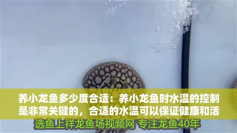 養小龍魚多少度合適：養小龍魚時水溫的控制是非常關鍵的，合適的水溫可以保證健康和活力