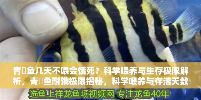 青鳉魚幾天不喂會餓死？科學喂養與生存極限解析，青鳉魚耐餓極限揭秘，科學喂養與存活天數全解析