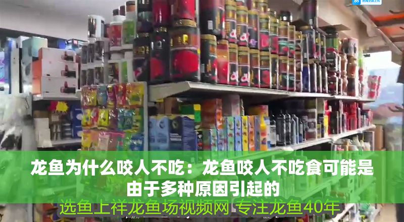 龍魚為什么咬人不吃：龍魚咬人不吃食可能是由于多種原因引起的