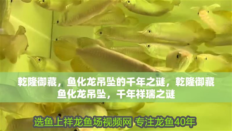 乾隆御藏，魚化龍吊墜的千年之謎，乾隆御藏魚化龍吊墜，千年祥瑞之謎