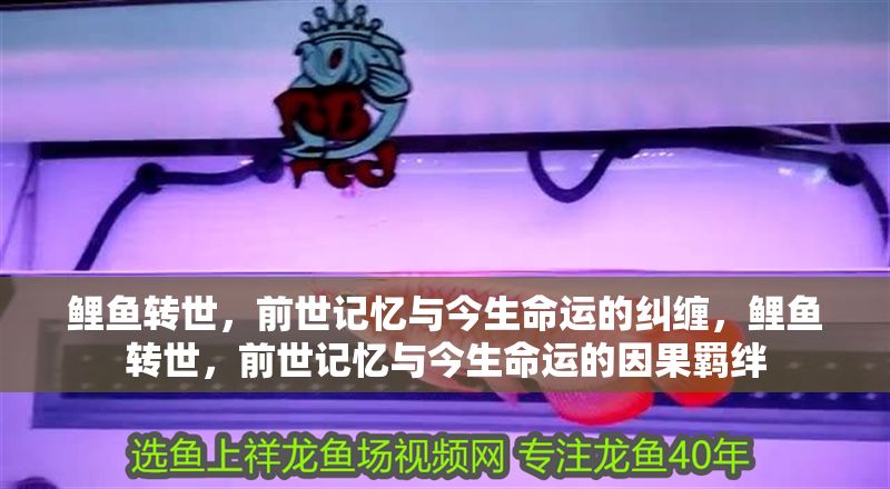 鯉魚轉世,前世記憶與今生命運的糾纏,鯉魚轉世,前世記憶與今生命運的因果羈絆 龍魚百科 第1張 鯉魚轉世,前世記憶與今生命運的糾纏,鯉魚轉世,前世記憶與今生命運的因果羈絆 鯉魚轉世,前世記憶與今生命運的糾纏,鯉魚轉世,前世記憶與今生命運的因果羈絆 龍魚百科 第1張