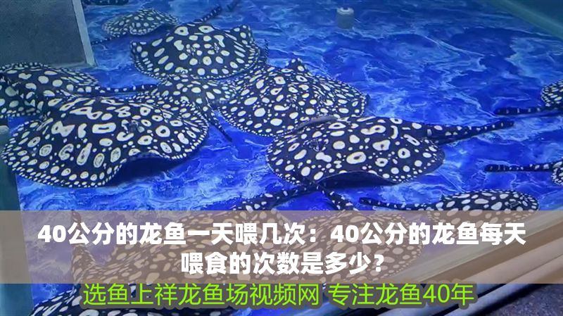 40公分的龍魚一天喂幾次:40公分的龍魚每天喂食的次數(shù)是多少? 龍魚百科 第1張 40公分的龍魚一天喂幾次:40公分的龍魚每天喂食的次數(shù)是多少? 40公分的龍魚一天喂幾次:40公分的龍魚每天喂食的次數(shù)是多少? 龍魚百科 第1張