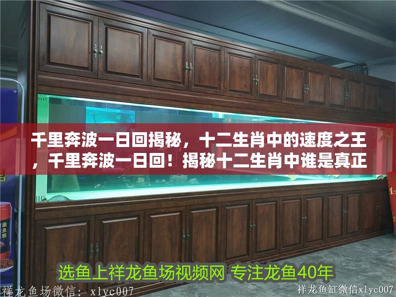 千里奔波一日回揭秘，十二生肖中的速度之王，千里奔波一日回！揭秘十二生肖中誰是真正的速度之王
