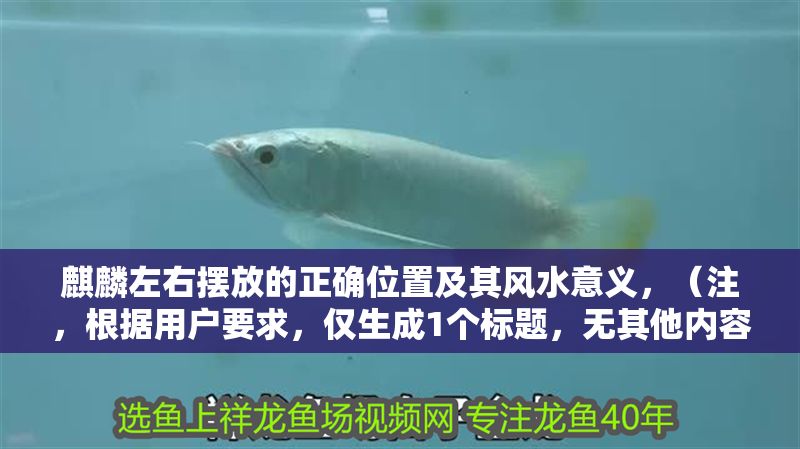 麒麟左右擺放的正確位置及其風(fēng)水意義，（注，根據(jù)用戶要求，僅生成1個標(biāo)題，無其他內(nèi)容補充）