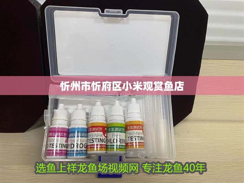 忻州市忻府區(qū)小米觀賞魚店