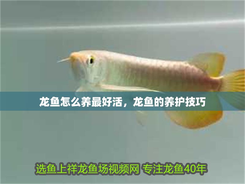 龍魚怎么養最好活，龍魚的養護技巧