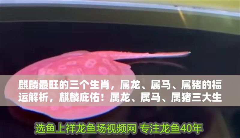 <strong><mark>麒麟</mark></strong>最旺的三個生肖，屬龍、屬馬、屬豬的福運解析，<strong><mark>麒麟</mark></strong>庇佑！屬龍、屬馬、屬豬三大生肖福運全解析