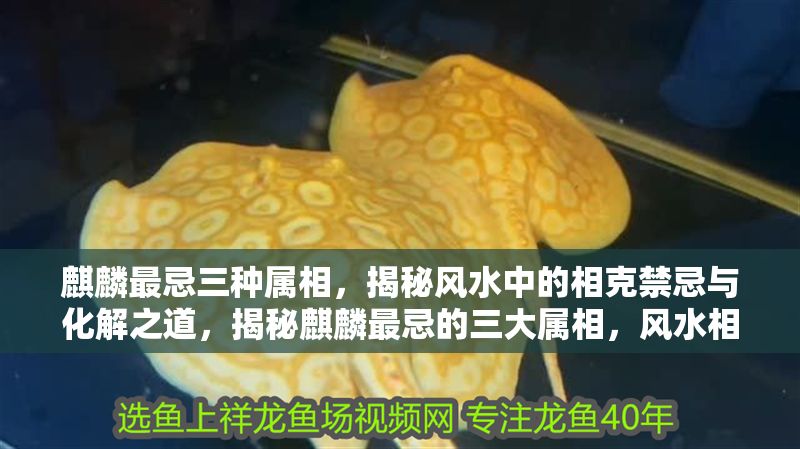 麒麟最忌三種屬相，揭秘風水中的相克禁忌與化解之道，揭秘麒麟最忌的三大屬相，風水相克禁忌與化解方法