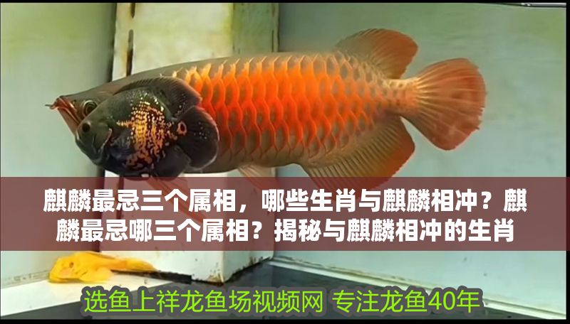 麒麟最忌三個屬相，哪些生肖與麒麟相沖？麒麟最忌哪三個屬相？揭秘與麒麟相沖的生肖