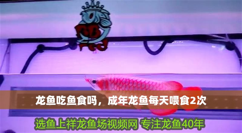 龍魚吃魚食嗎，成年龍魚每天喂食2次