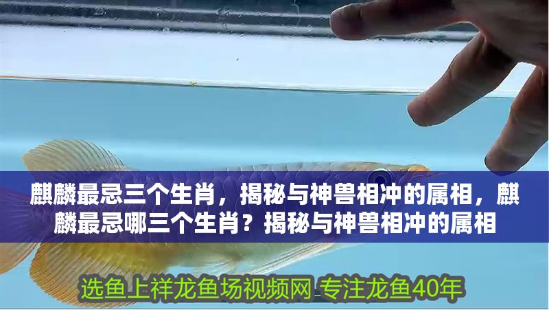 麒麟最忌三個(gè)生肖，揭秘與神獸相沖的屬相，麒麟最忌哪三個(gè)生肖？揭秘與神獸相沖的屬相
