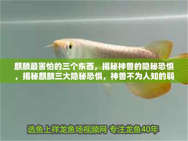 <strong><mark>麒麟</mark></strong>最害怕的三個東西，揭秘神獸的隱秘恐懼，揭秘<strong><mark>麒麟</mark></strong>三大隱秘恐懼，神獸不為人知的弱點