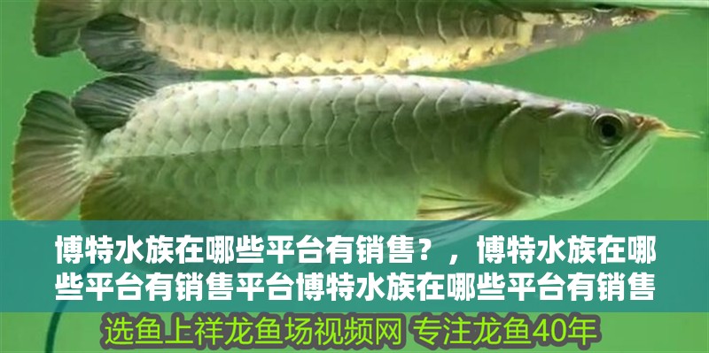 博特水族在哪些平臺有銷售？，博特水族在哪些平臺有銷售平臺博特水族在哪些平臺有銷售 博特水族在哪些平臺有銷售？，博特水族在哪些平臺有銷售平臺博特水族在哪些平臺有銷售 龍魚百科