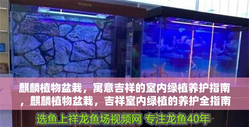 麒麟植物盆栽，寓意吉祥的室內綠植養護指南，麒麟植物盆栽，吉祥室內綠植的養護全指南