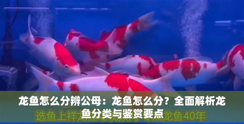 龍魚怎么分辨公母：龍魚怎么分？全面解析龍魚分類與鑒賞要點