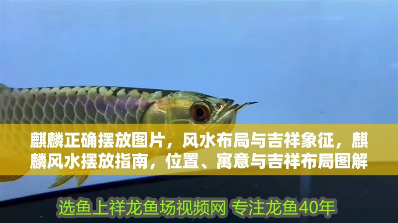 麒麟正確擺放圖片，風水布局與吉祥象征，麒麟風水擺放指南，位置、寓意與吉祥布局圖解