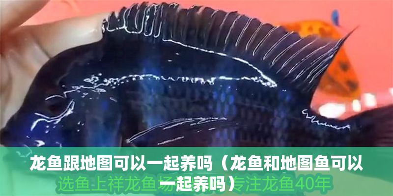 龍魚跟地圖可以一起養(yǎng)嗎（龍魚和地圖魚可以一起養(yǎng)嗎）