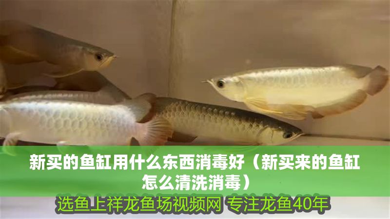 新買的魚缸用什么東西消毒好（新買來的魚缸怎么清洗消毒）