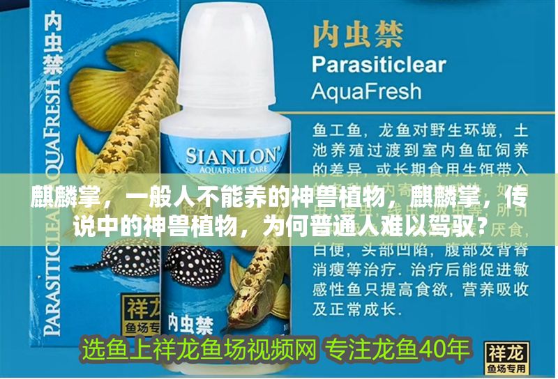 麒麟掌，一般人不能養的神獸植物，麒麟掌，傳說中的神獸植物，為何普通人難以駕馭？