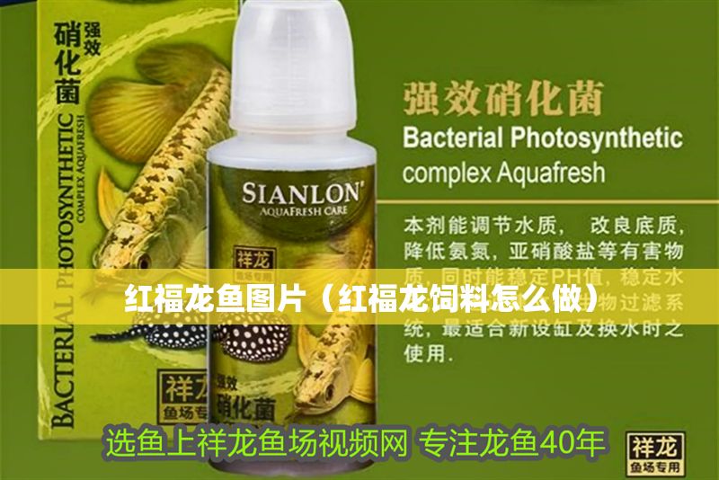 紅福龍魚圖片（紅福龍飼料怎么做）