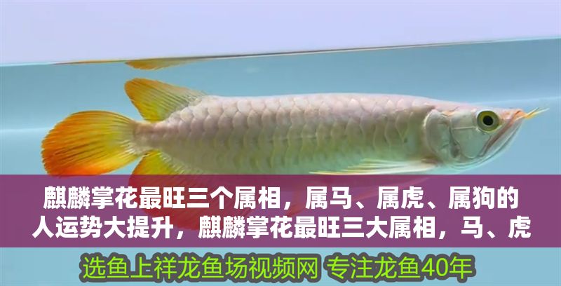 麒麟掌花最旺三個屬相，屬馬、屬虎、屬狗的人運勢大提升，麒麟掌花最旺三大屬相，馬、虎、狗運勢飆升