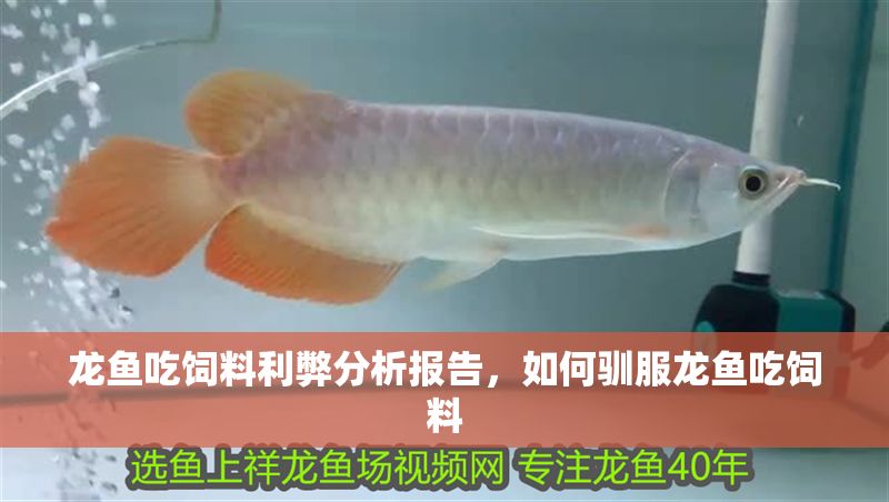 龍魚吃飼料利弊分析報告，如何馴服龍魚吃飼料 龍魚吃飼料利弊分析報告，如何馴服龍魚吃飼料 龍魚百科 第6張